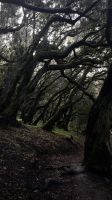 Wir betreten den Wald