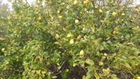 Zitronenbaum in San Andres