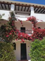 blühender Bougainvillea 