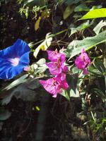 farbige Wegbegleiter 