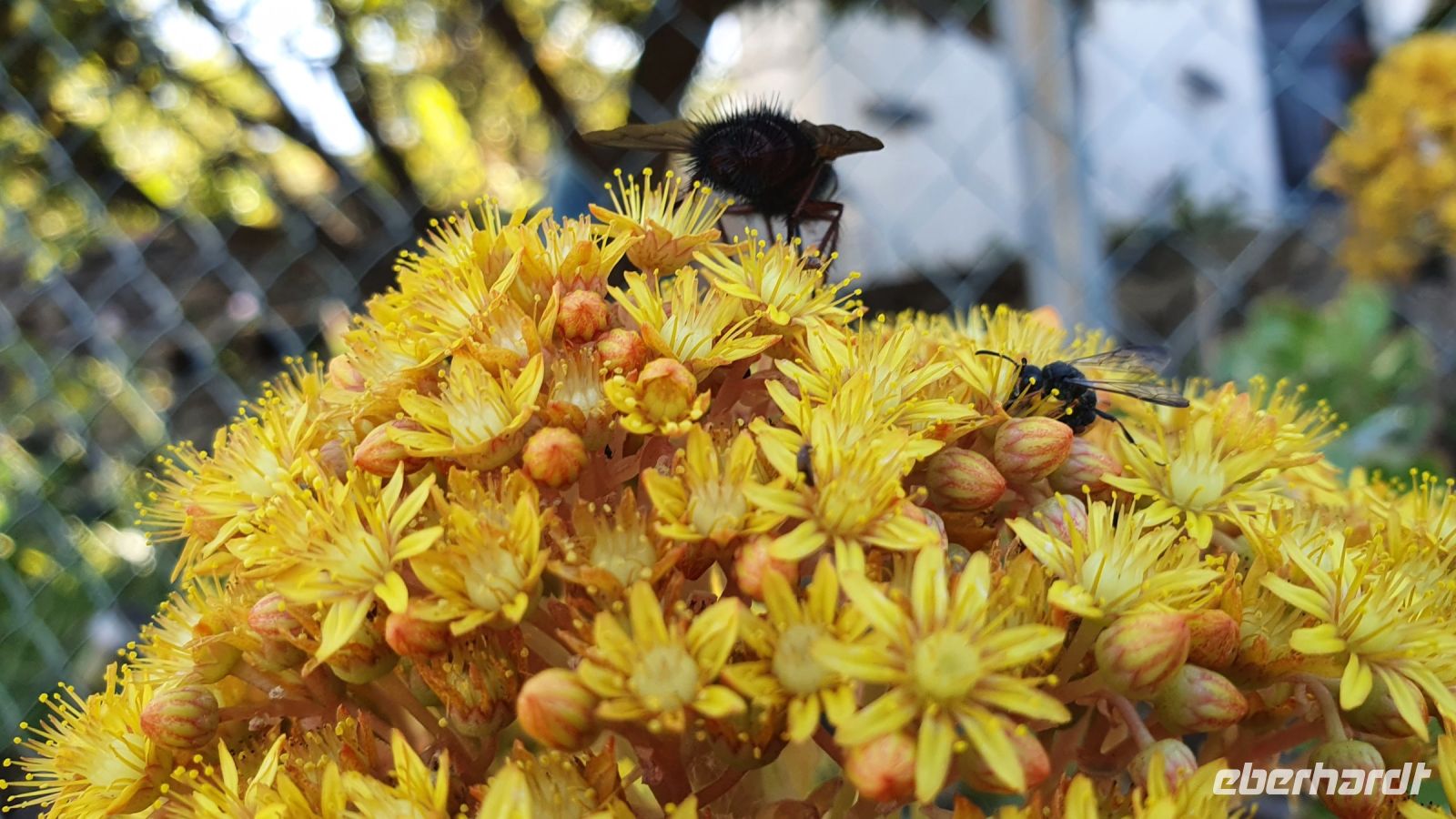 fleißige Bienen