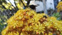 fleißige Bienen