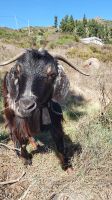 geretteter Ziegenbock