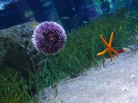 im Ozeanarium in Valencia