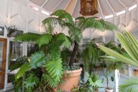 im Wintergarten von 