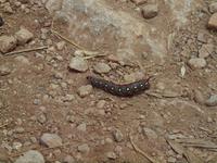 tierische Wegbegleiter