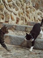 vierbeinige Wegbegleiter