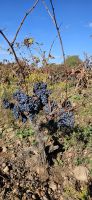 zu viel Wein....
