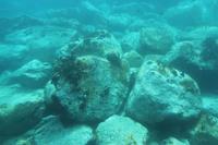 Unterwasserwelt auf St. Barth's