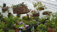 20170709_125234 West Dean Gardens