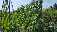 20170709_125501 West Dean Gardens