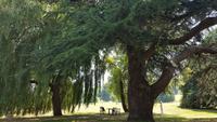 20170709_132917 West Dean Gardens