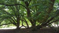 20170709_133151 West Dean Gardens