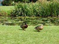 Hever Castle