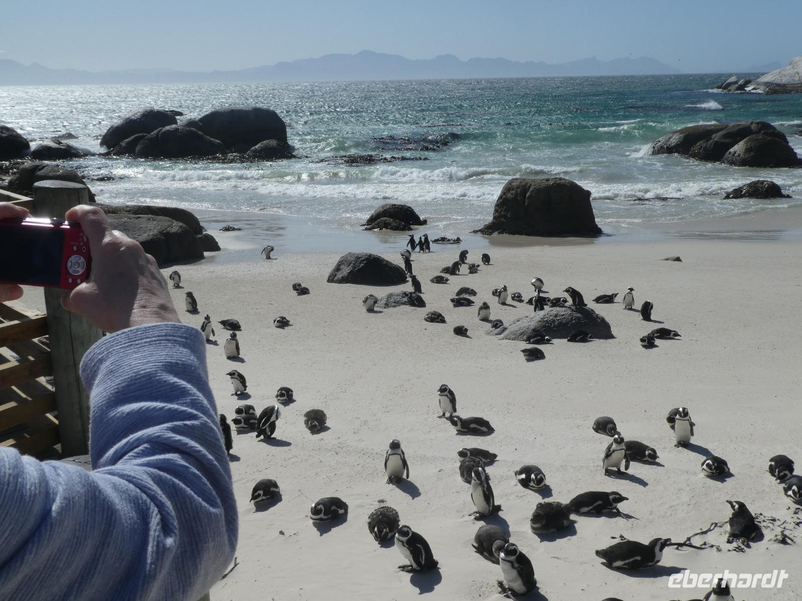 Südafrika - Boulder`s Beach