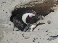 Südafrika - Boulder`s Beach