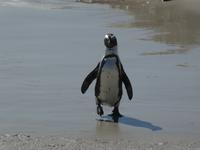 Südafrika - Boulder`s Beach