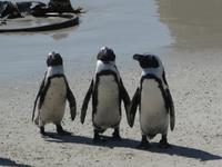 Südafrika - Boulder`s Beach