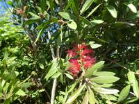 Südafrika - Flaschenbürstenbaum