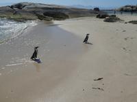 Südafrika - Boulder`s Beach