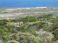 Südafrika - Kap der Guten Hoffnung - Elandantilopen