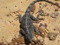 Südafrika - Kap der Guten Hoffnung - Gecko