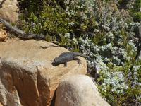 Südafrika - Kap der Guten Hoffnung