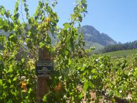 Südafrika - Weingut Delheim