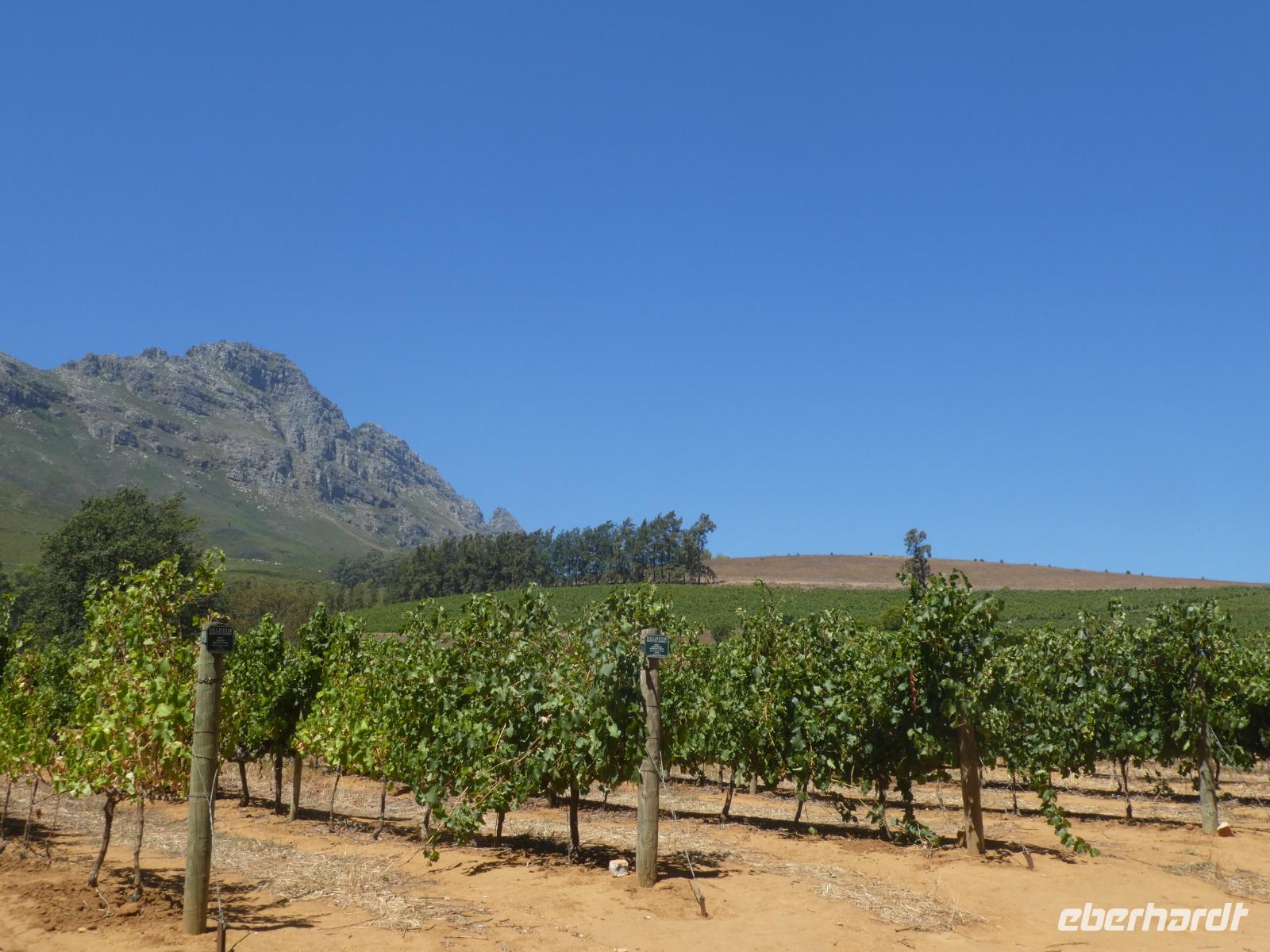 Südafrika - Weingut Delheim
