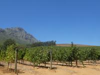 Südafrika - Weingut Delheim