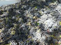 Südafrika - Weingut Delheim