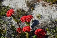 Südafrika - Kapstadt - Tafelberg