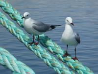 Namibia - Hafen Lüderitz