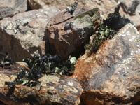 Namibia - Leben in der Namib Wüste