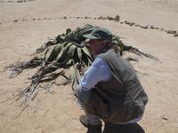 Namibia - Leben in der Namib Wüste - Welwitschia