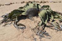 Namibia - Leben in der Namib Wüste - Welwitschia