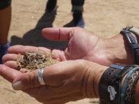 Namibia - Leben in der Namib Wüste - Wüstenmüsli