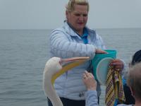 Namibia - Bootsfahrt in der Lagune Walvis Bay