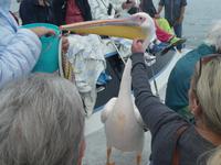 Namibia - Bootsfahrt in der Lagune Walvis Bay