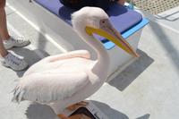 Namibia - Bootsfahrt in der Lagune Walvis Bay