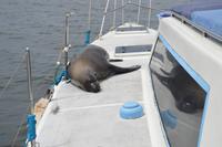 Namibia - Bootsfahrt in der Lagune Walvis Bay