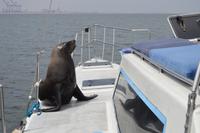 Namibia - Bootsfahrt in der Lagune Walvis Bay