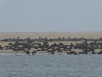 Namibia - Bootsfahrt in der Lagune Walvis Bay