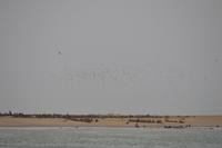 Namibia - Bootsfahrt in der Lagune Walvis Bay