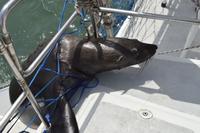 Namibia - Bootsfahrt in der Lagune Walvis Bay