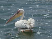 Namibia - Bootsfahrt in der Lagune Walvis Bay