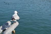 Südafrika - Kapstadt - Victoria & Alfred Waterfront