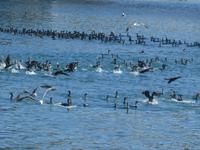 Südafrika - Kapstadt - Victoria & Alfred Waterfront