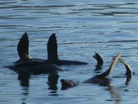 Südafrika - Kapstadt - Victoria & Alfred Waterfront