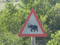 Südafrika - Pirschfahrt im  Amakhala Wildreservat